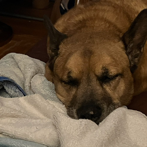 Rocket the Carolina Dog sleeping
