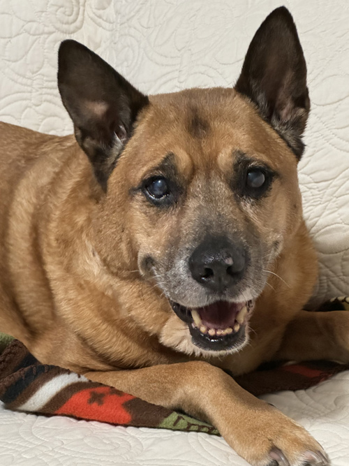 Rocket, smiling as usual