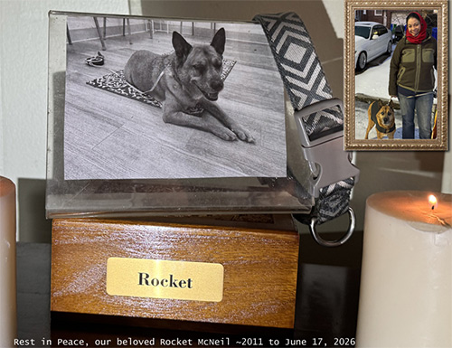 Rocket the Carolina Dog